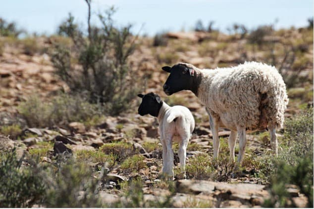 Dorper Sheep
