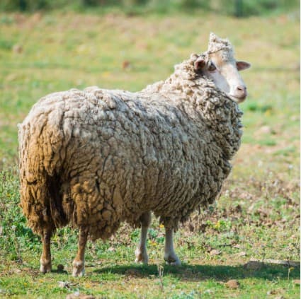 Garole Sheep