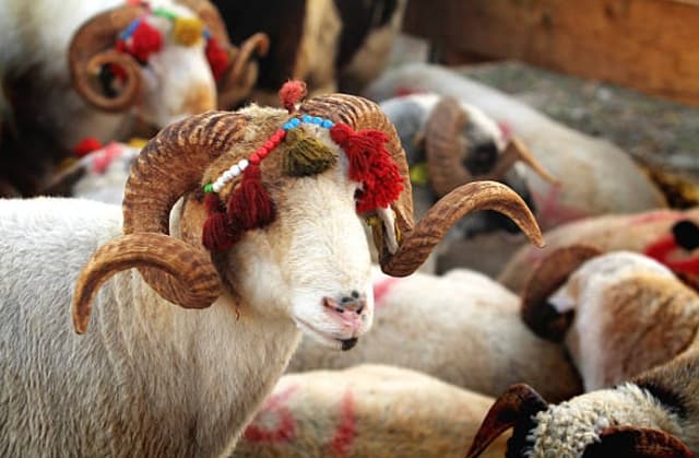 Nellore Sheep