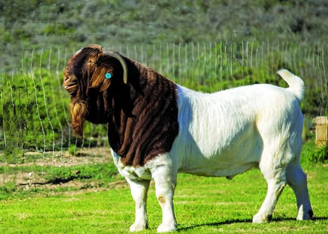Boer Goat