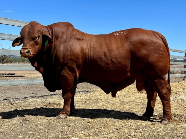 Droughtmaster