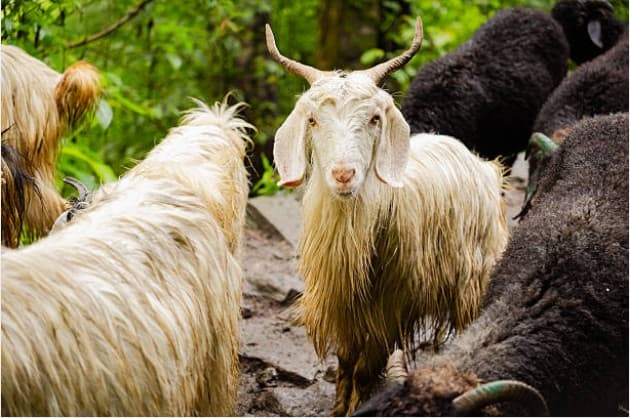 Deccani Sheep