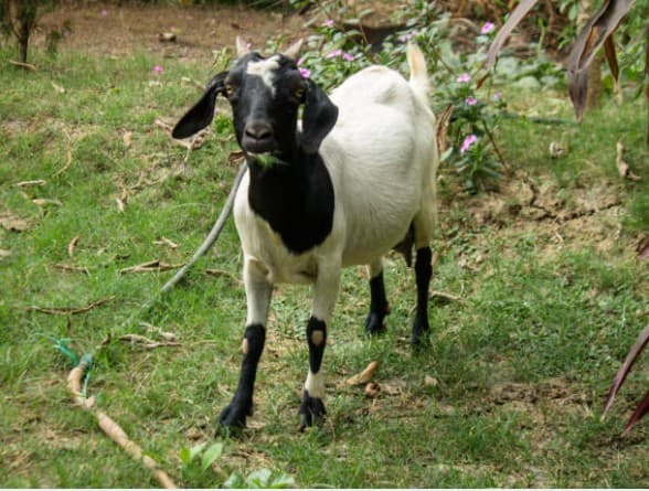 Black Bengal Goat